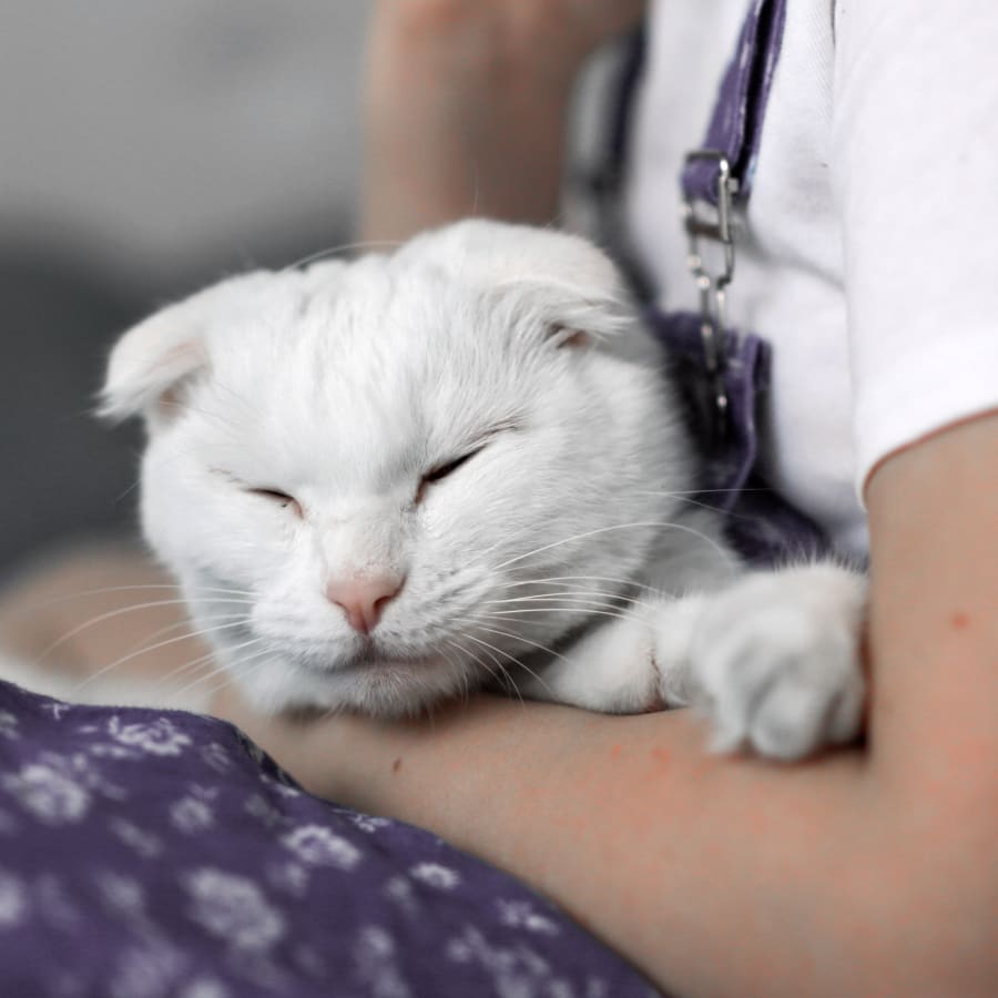 Pets on Broadway Animal Hospital in Denver