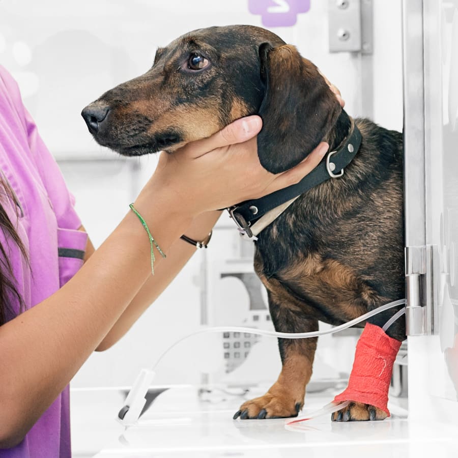 Veterinary Internal Medicine for Cats & Dogs in Denver