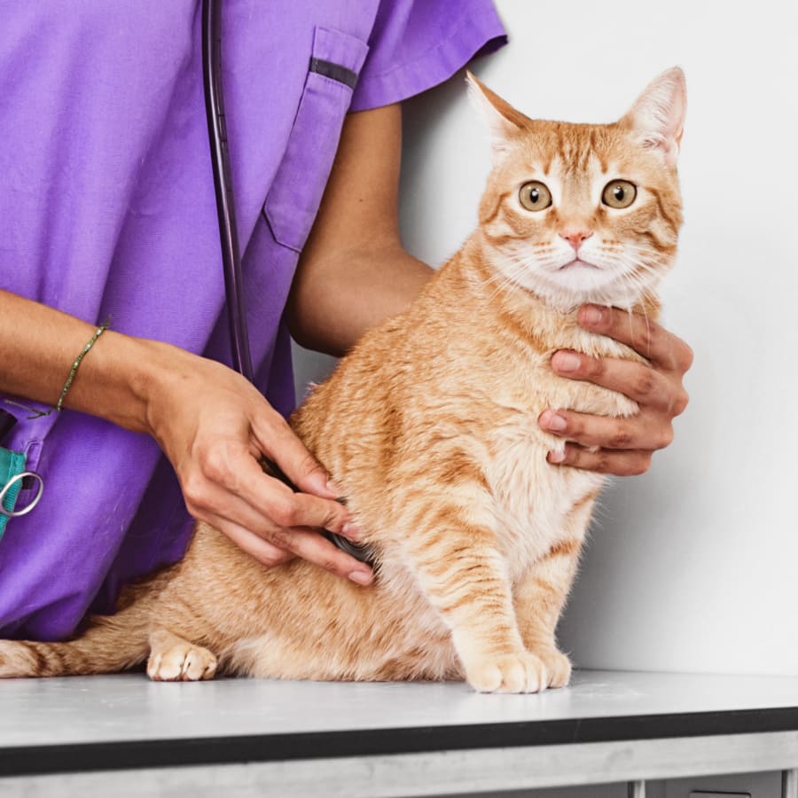 Diagnostic & Lab Technology, Denver Vet