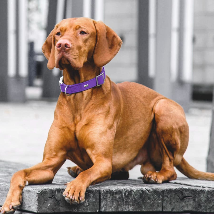 Cold Laser Therapy for dogs, Denver Veterinarians